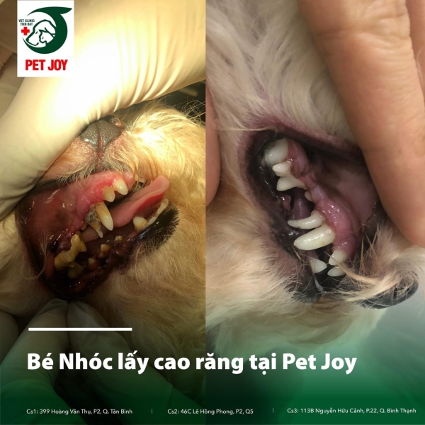 dich-vu-nha-khoa-thu-y-chuyen-sau-bao-ve-rang-mieng