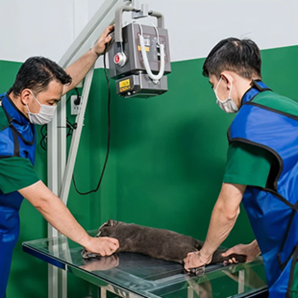 benh-vien-thu-y-gan-quan-1-dia-chi-kham-chua-cham-soc-thu-cung-uy-tin-chuyen-nghiep-tai-trung-tam-tphcm