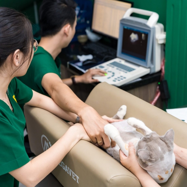 5-loi-ich-triet-san-cho-meo-an-toan-tai-pet-joy-tan-binh