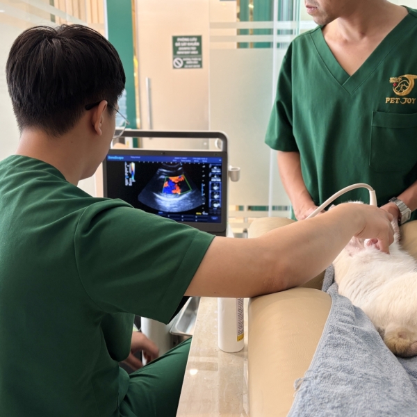 chup-x-quang-thu-y-binh-thanh-chan-doan-ho-tro-phau-thuat-hieu-qua