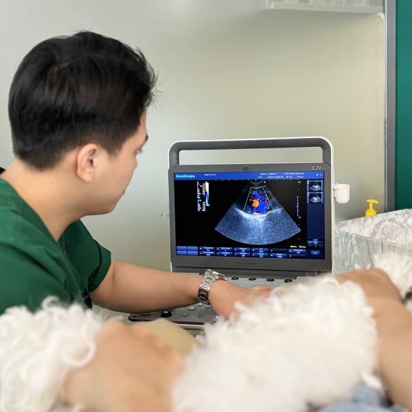 sieu-am-thu-y-tan-binh-giai-phap-chan-doan-chinh-xac-cho-thu-cung