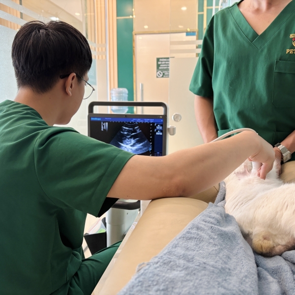 chup-x-quang-thu-y-tan-binh-chan-doan-nhanh-dieu-tri-hieu-qua