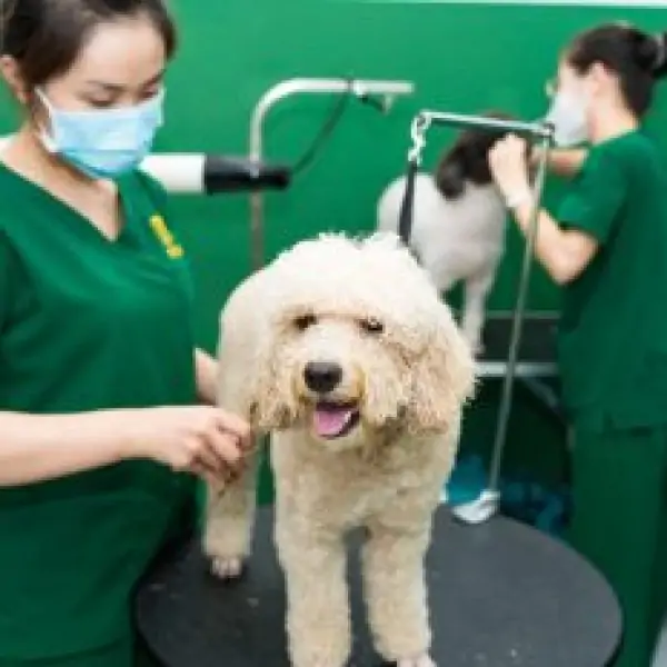 trai-nghiem-spa-grooming-cho-cho-meo-tai-sai-gon