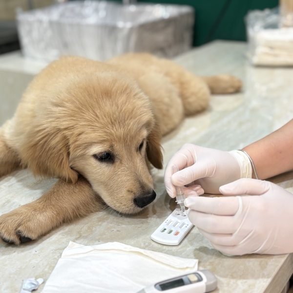 cho-meo-bi-benh-tieu-chay-cap-tinh-khi-nao-can-dua-den-thu-y-gan-day-quan-5-de-cap-cuu