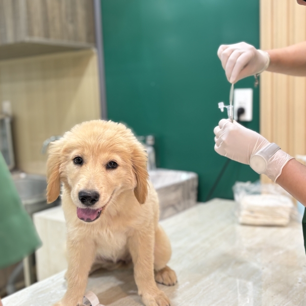 thu-y-nguyen-huu-canh-binh-thanh-giai-phap-cham-soc-suc-khoe-toan-dien-cho-thu-cung