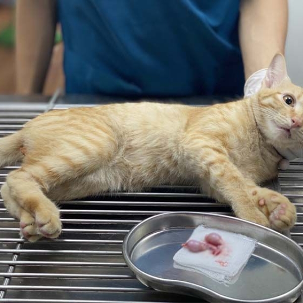 triet-san-cho-meo-an-toan-loi-ich-quy-trinh-triet-san-chuyen-nghiep-tai-petjoy