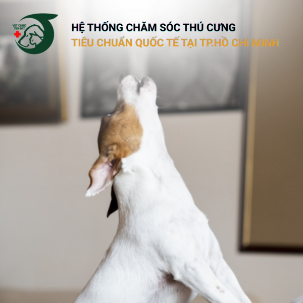 tai-sao-cho-gia-hay-sua-vao-ban-dem