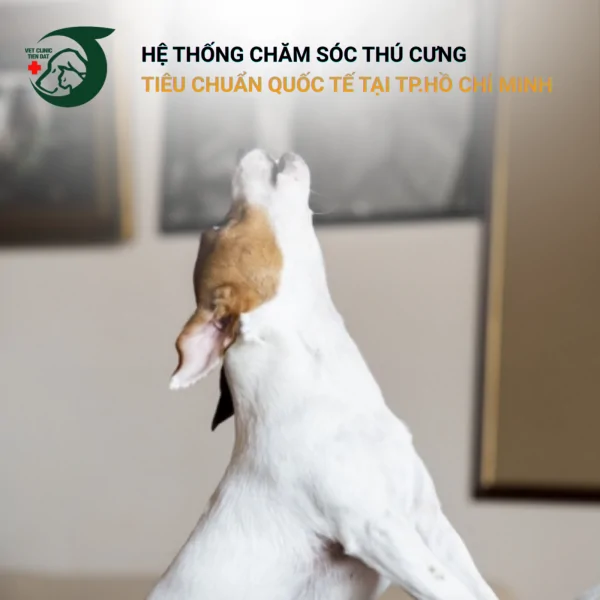 tai-sao-cho-gia-hay-sua-vao-ban-dem