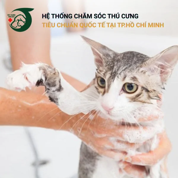 cach-tam-cho-meo-khong-bi-cao-meo-thuc-te