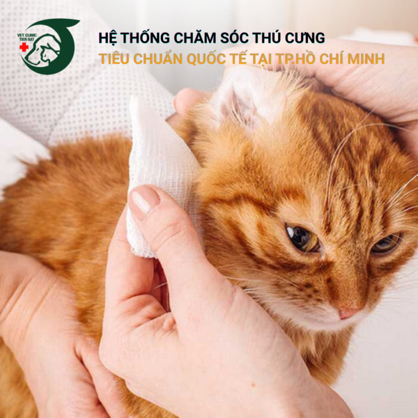 huong-dan-ve-sinh-tai-va-mat-cho-cho-meo-tai-nha