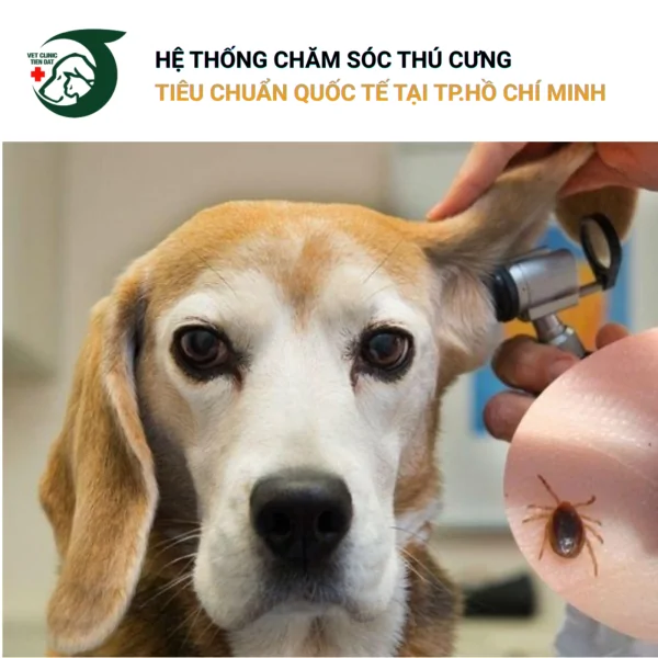 cach-nhan-biet-va-phong-ngua-ve-ran-bo-chet-dut-diem