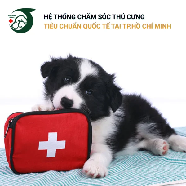 tam-quan-trong-cua-viec-kham-suc-khoe-dinh-ky-cho-thu-cung