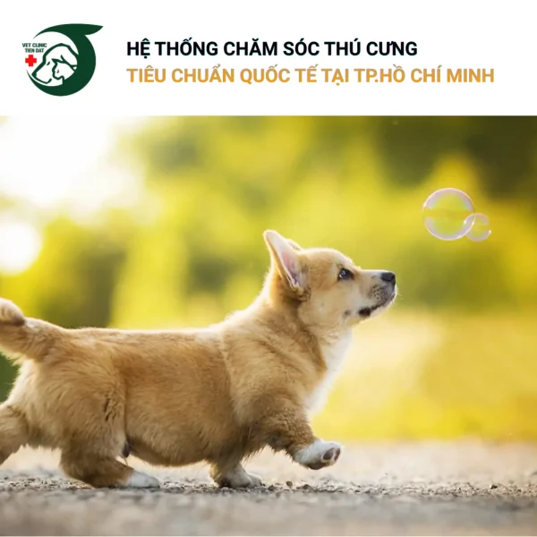cach-doc-hieu-ngon-ngu-co-the-cua-cho-qua-cai-duoi