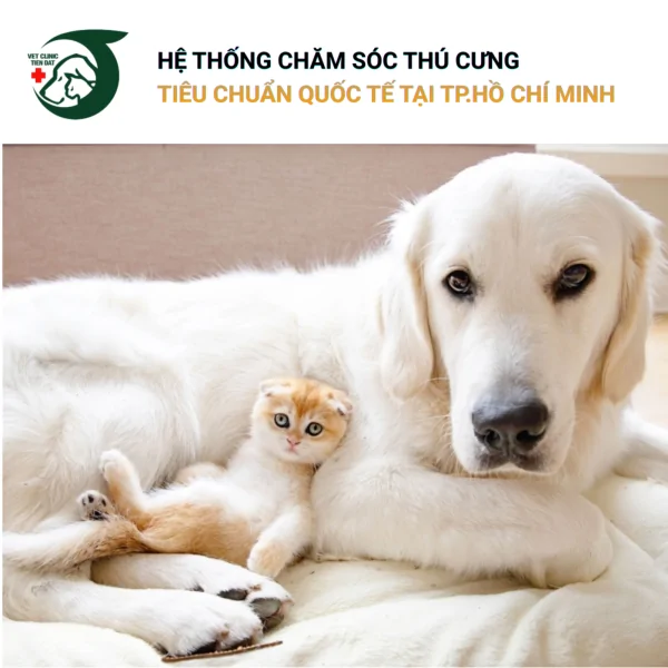 lam-sao-de-cho-va-meo-song-hoa-thuan-trong-mot-nha