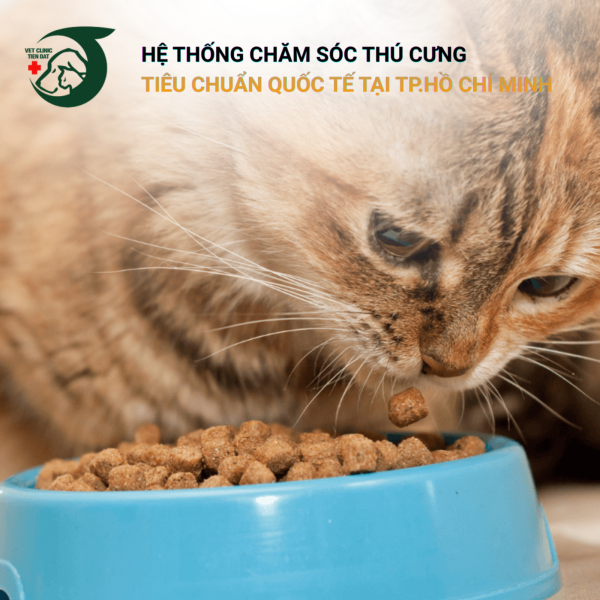 meo-gia-nen-an-hat-gi-de-tieu-hoa-va-khong-hai-than