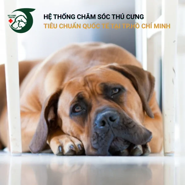 dau-hieu-thu-cung-bi-stress-va-cach-giai-toa-cang-thang
