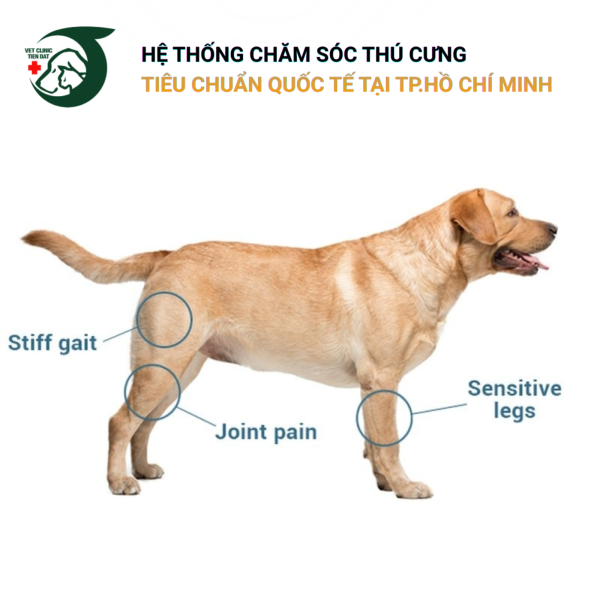 bo-sung-glucosamine-cho-cho-meo-lao-hoa-lieu-luong-the-nao