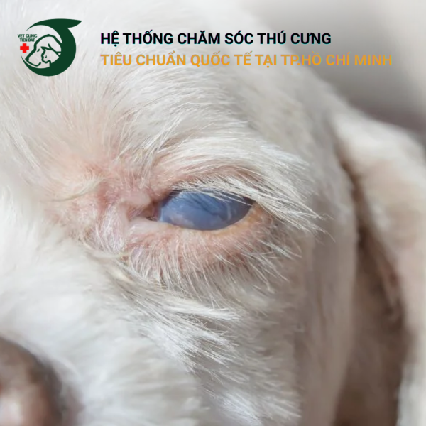 cho-gia-bi-loa-mat-duc-thuy-tinh-the-co-chua-duoc-khong