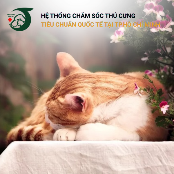 dau-hieu-thu-cung-sap-qua-doi-va-cach-chuan-bi-tam-ly