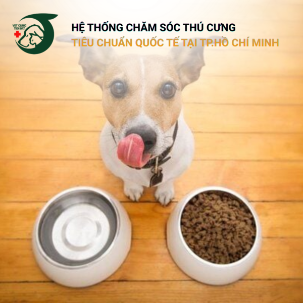 checklist-do-dung-can-thiet-khi-moi-nuoi-cho