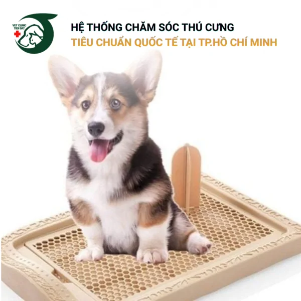 cach-day-cho-di-ve-sinh-dung-cho-trong-7-ngay
