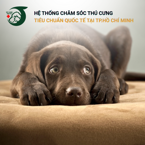 dau-hieu-cho-bi-tram-cam-khi-chu-vang-nha