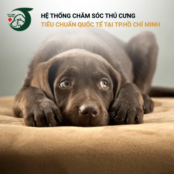 dau-hieu-cho-bi-tram-cam-khi-chu-vang-nha