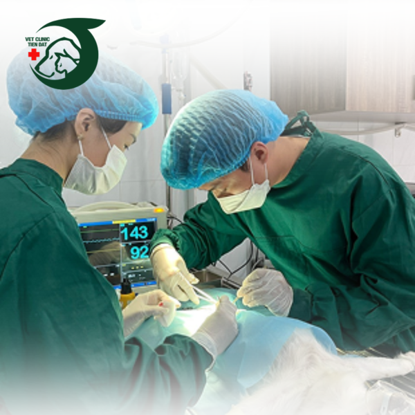 benh-vien-thu-y-pet-joy-cham-soc-suc-khoe-toan-dien-cho-thu-cung-tai-tphcm