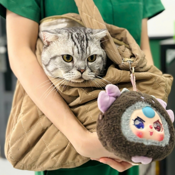 cham-soc-cho-meo-tieu-chuan-jci-su-khac-biet-o-pet-joy