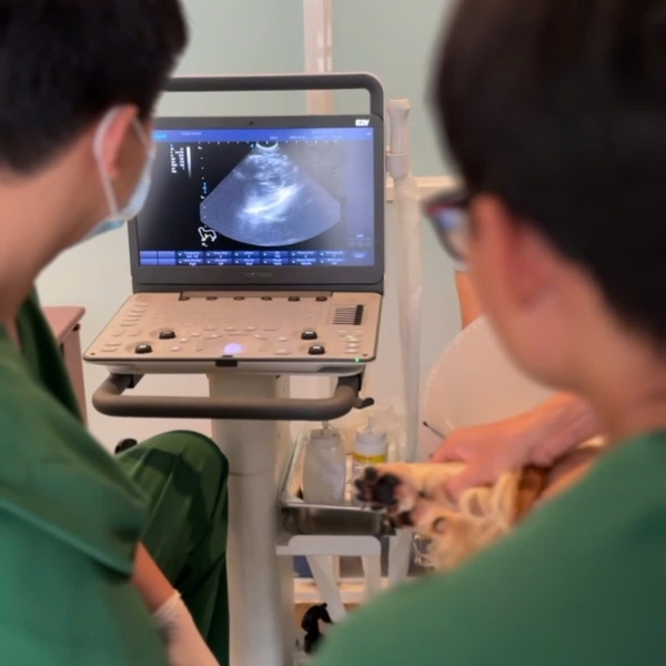 thu-y-gan-day-giai-phap-cham-soc-suc-khoe-thu-cung-an-toan-kip-thoi