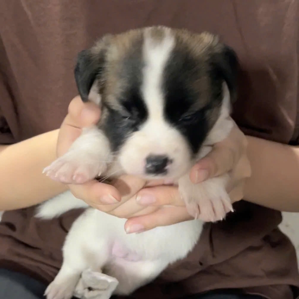 mo-de-thu-y-xuyen-tet-247-an-toan-tai-pet-joy-hospital