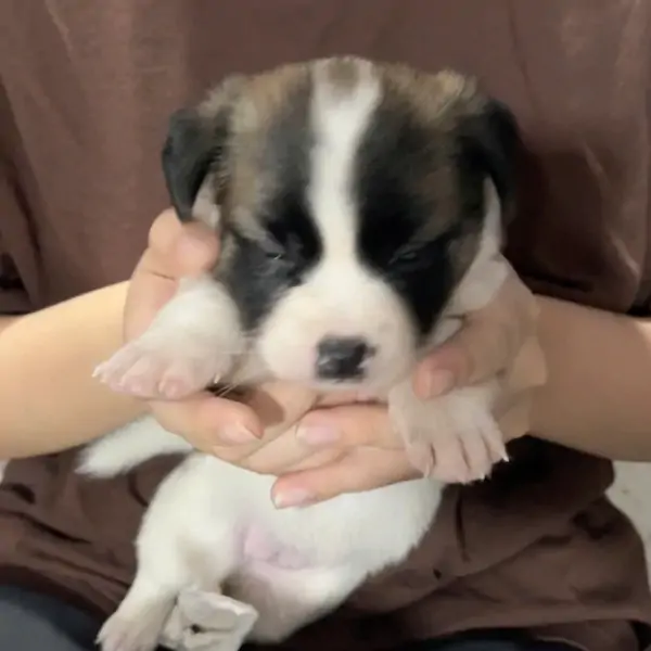 mo-de-thu-y-xuyen-tet-247-an-toan-tai-pet-joy-hospital