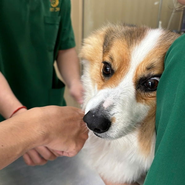 cap-cuu-thu-y-xuyen-tet-san-sang-247-tai-petjoy