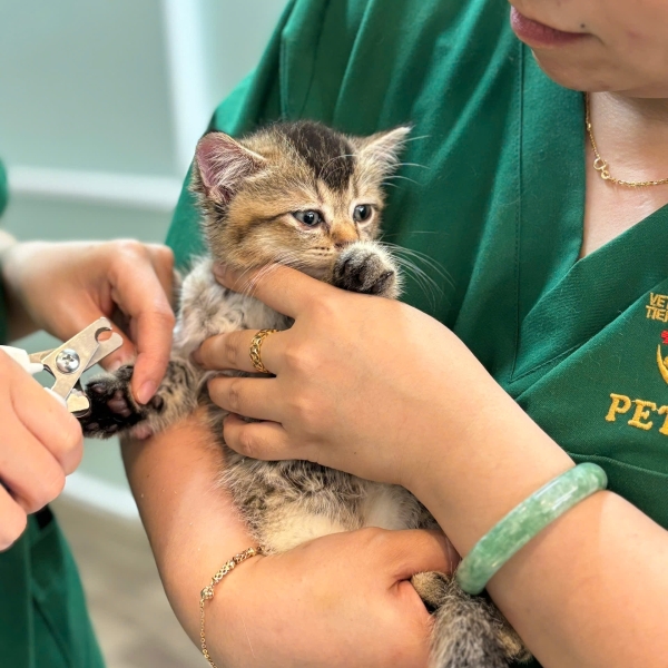 thu-y-cap-cuu-2424-tai-quan-5-giai-phap-bao-ve-tinh-mang-thu-cung