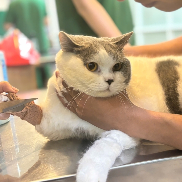 xet-nghiem-thu-y-quan-5-chan-doan-som-dieu-tri-hieu-qua