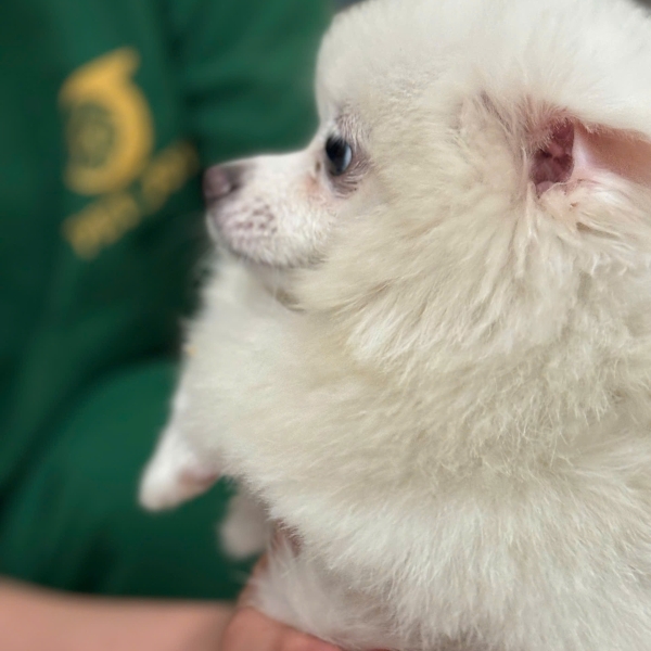 chua-benh-tieu-hoa-thu-cung-xuyen-tet-247-tai-petjoy