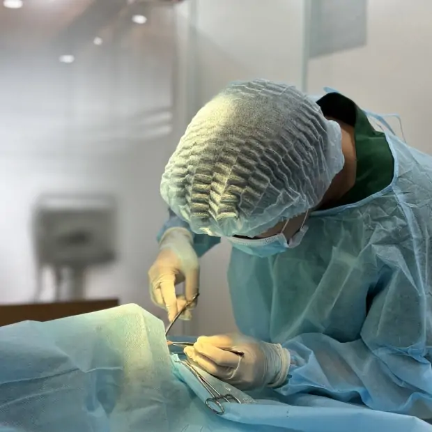 Triệt sản chó và mèo