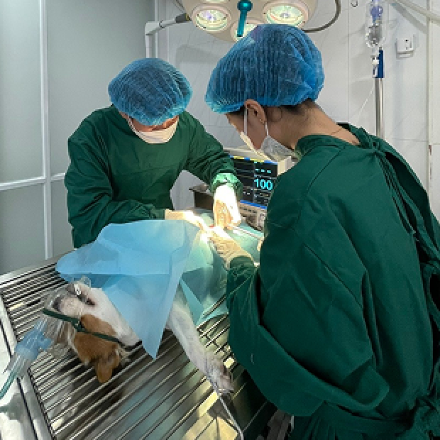 Phẫu thuật mổ đẻ