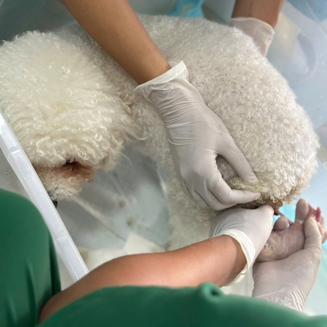 Hoàng Yến (Quận 7)