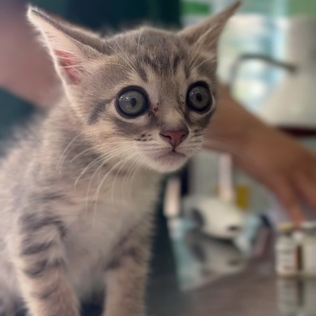 Thu Trang (Nhà Bè)