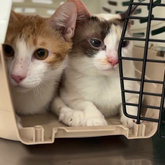 Bích Phương (Quận Tân Bình)