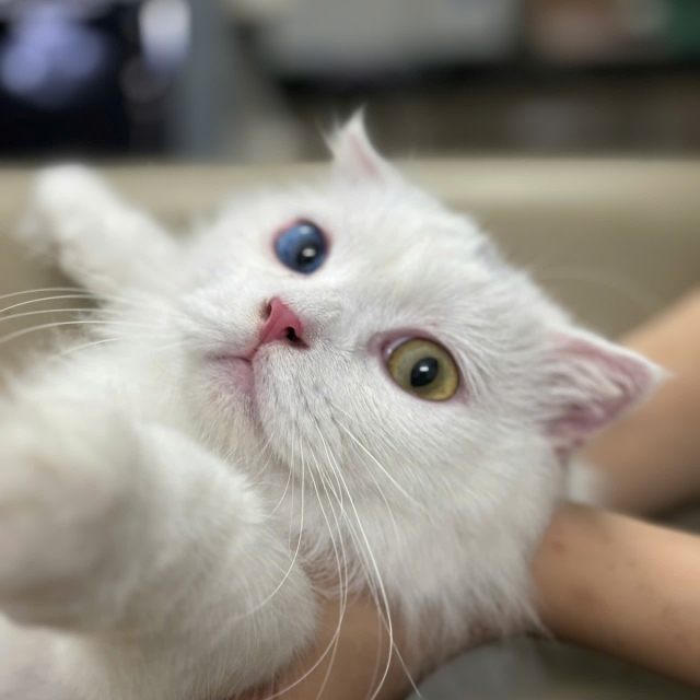 Thanh Hà (Quận 2)