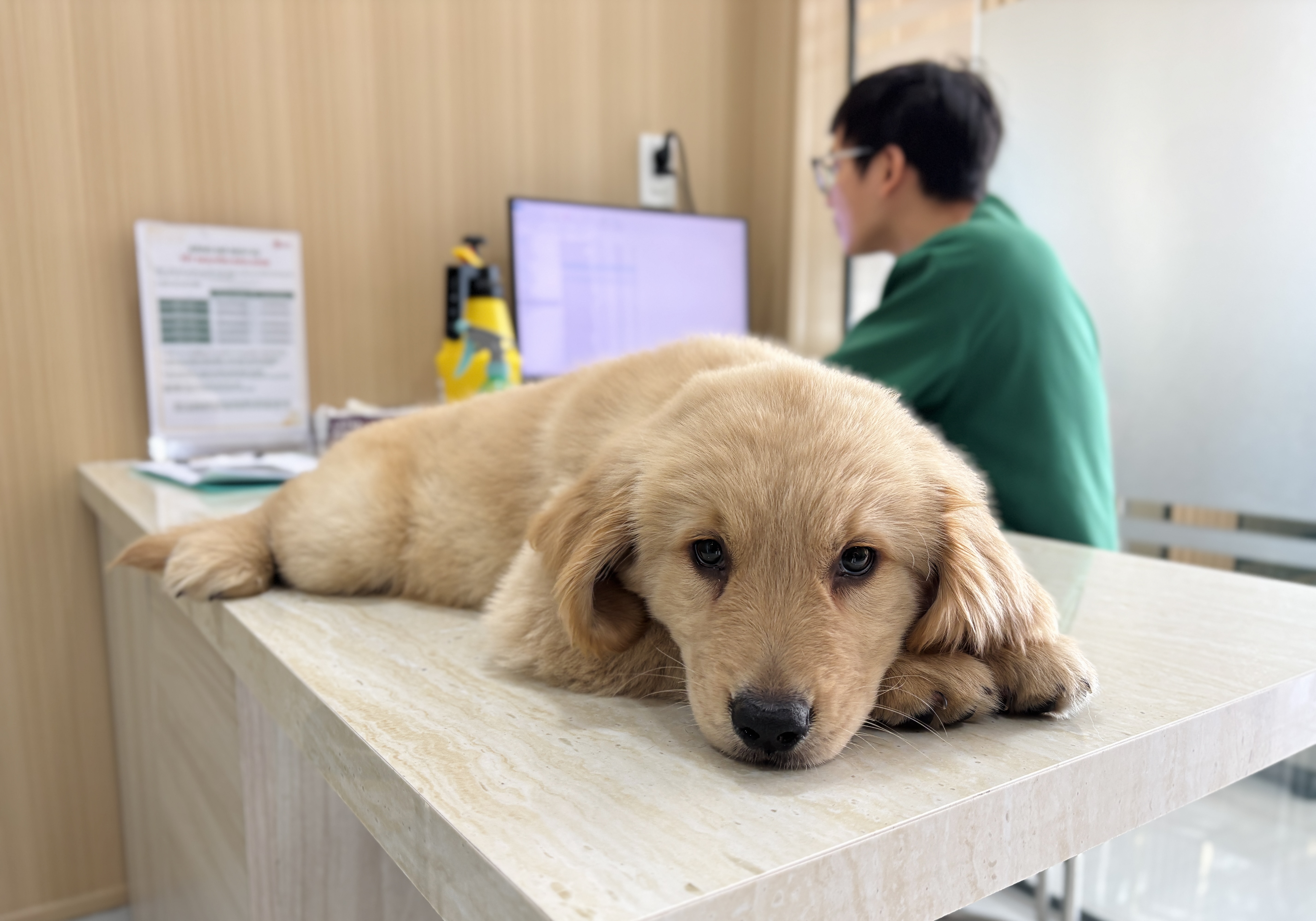 Thú cưng không khóc, không than vãn — chúng chỉ thay đổi, và sự thay đổi đó rất dễ bị nhầm lẫn với 