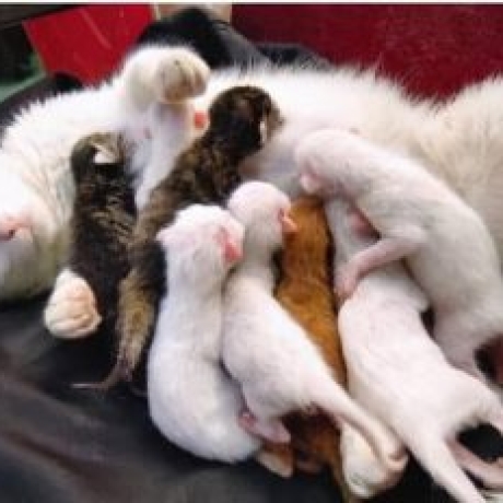  “Boss” đã đẻ!! Cách chăm sóc mèo mẹ sau sinh và mèo con