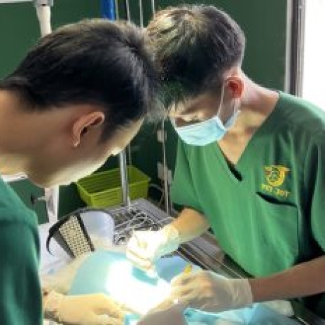 Phương pháp cấp cứu chó mèo trong những trường hợp khẩn cấp