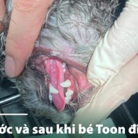 Dịch vụ chăm sóc răng miệng cho thú cưng uy tin chất lượng tại HCM