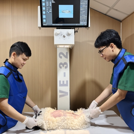 Phương pháp cấp cứu chó mèo trong những trường hợp khẩn cấp