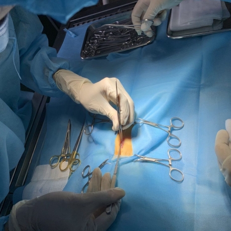 Nguyên nhân và cách điều trị sỏi bàng quang chó mèo mà các bạn cần lưu ý