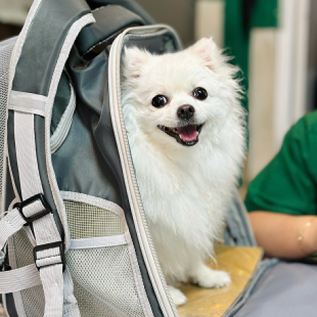 PET JOY TRAVEL – DỊCH VỤ VẬN CHUYỂN THÚ CƯNG TRONG NƯỚC & QUỐC TẾ