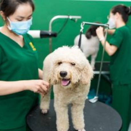 Dịch vụ Spa thú cưng tại Pet Joy- Chăm sóc thú cưng